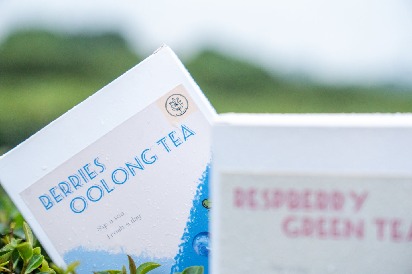 Berries Oolong Tea |Scented Tea | Fresh and health