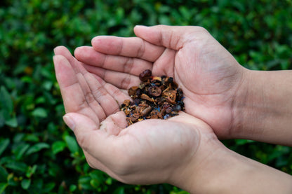 Berries Oolong Tea