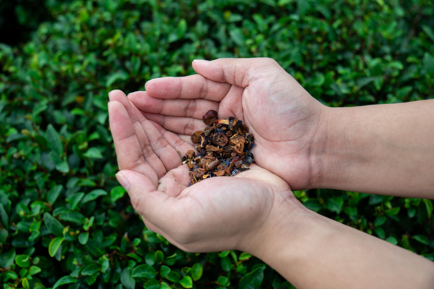 Berries Oolong Tea