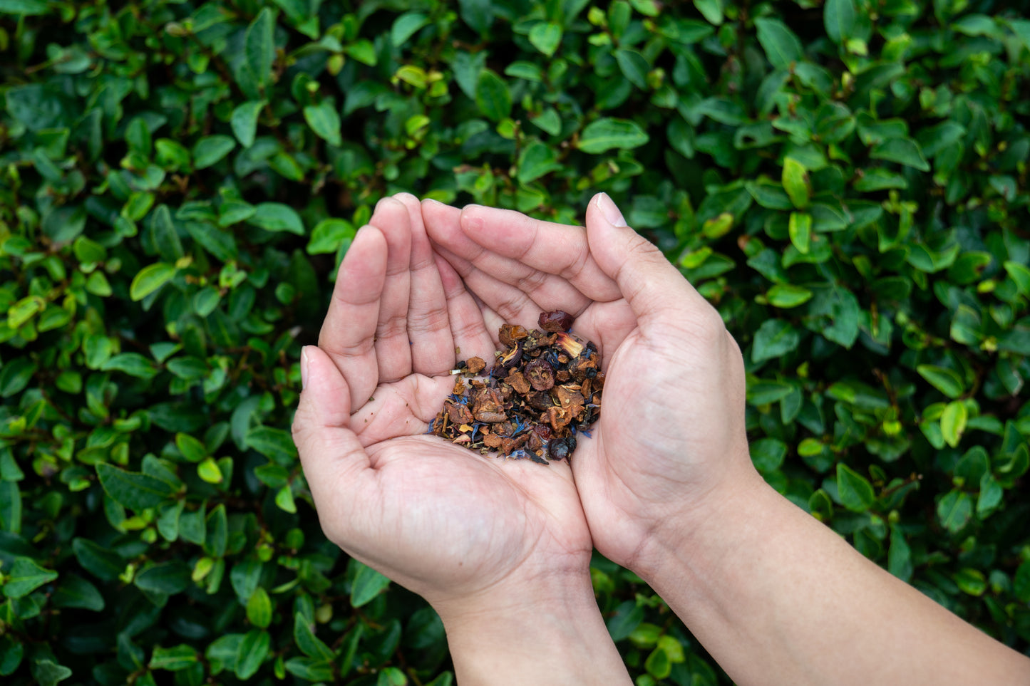 Berries Oolong Tea