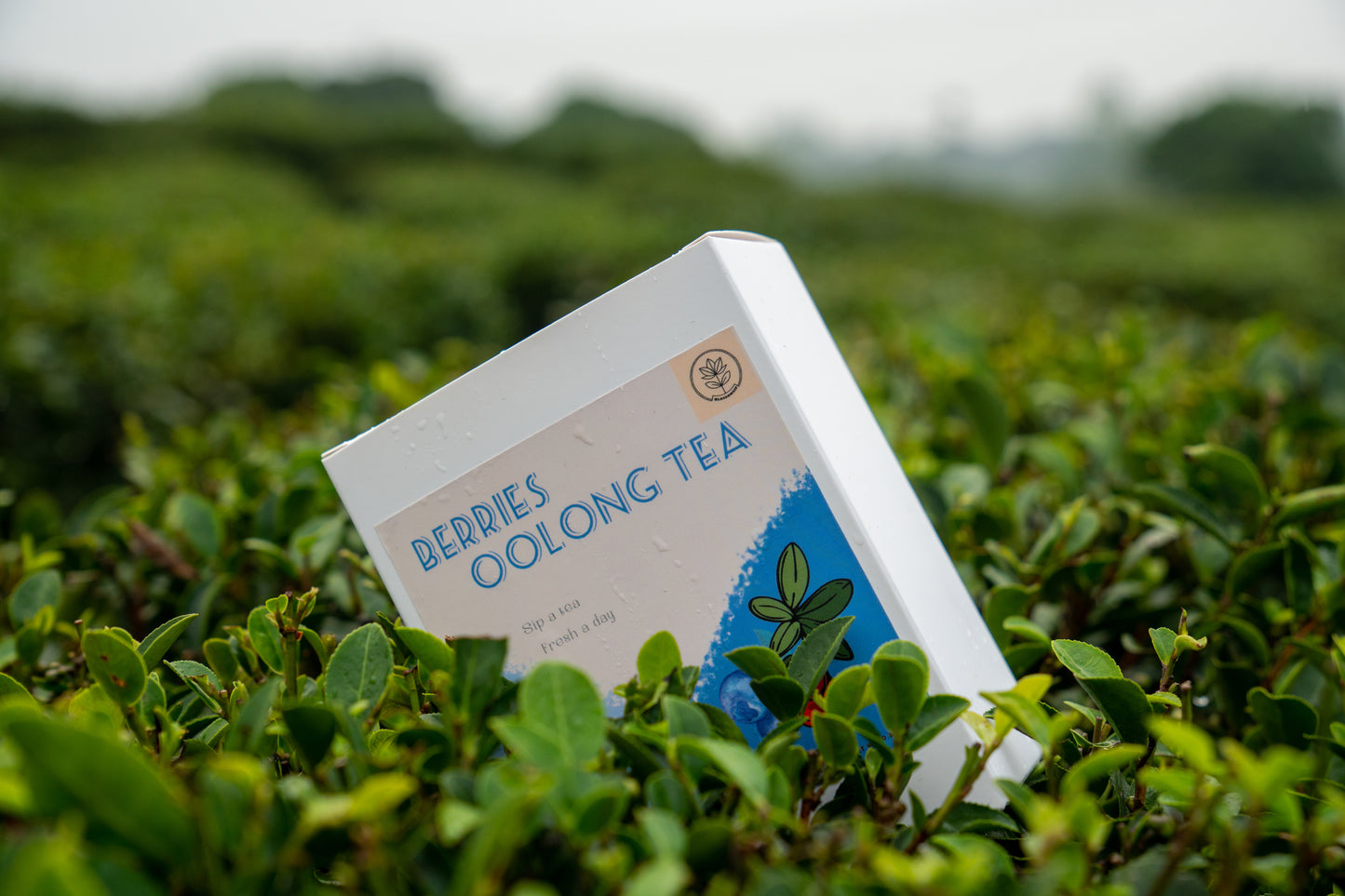 Berries Oolong Tea